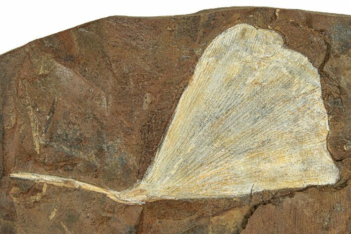 Paleocene Fossil Ginkgo Leaf - North Dakota #271068